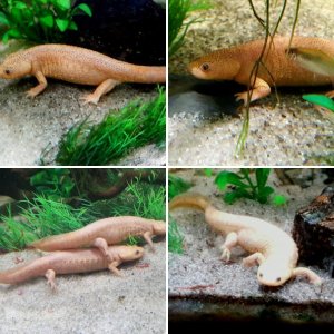 40 Gallon Spanish Ribbed Newt Set Up Regular and Leucistic (Pleurodeles waltl)