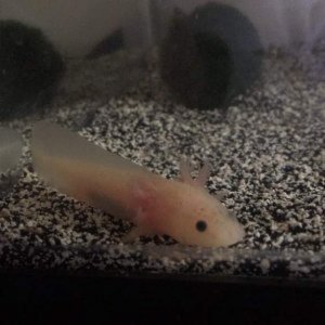 axolotl