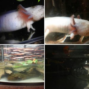 Axolotls - Zephyr and Spatula Jones