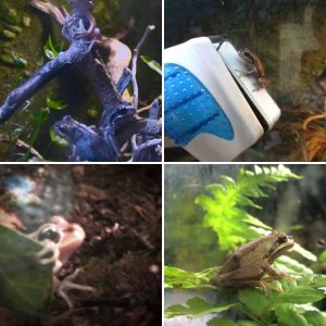 NZ Brown Tree Frogs / Whistling Tree Frogs