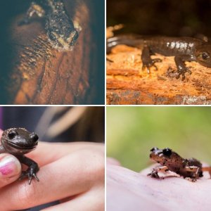 British Columbia Salamanders etc