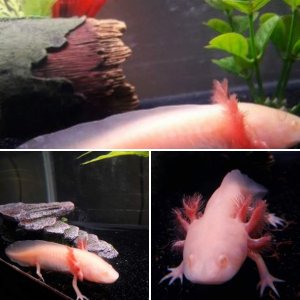 Allie Axolotl