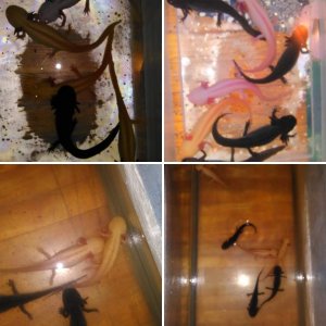 Axolotls in need of homes!