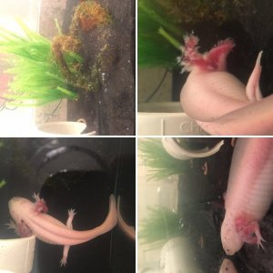 sick axolotl !!!!