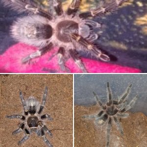 Tarantulas