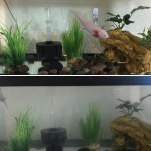 Tank set up