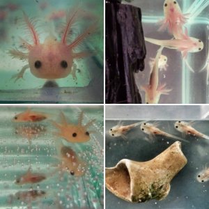 Axolotl babies