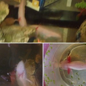 Axolotls