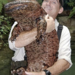 cute pictures of chinese giant salamanders