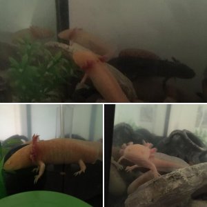 My Axolotls