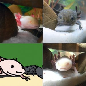 Banana & Pitaya (axolotls, not fruits)