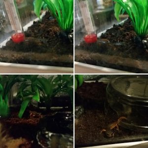 Ensatina Enjoying Life