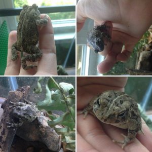 Grey tree frogs and toads