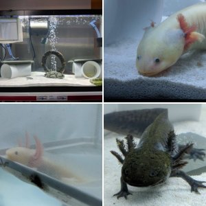 Axolotl New Arrivals