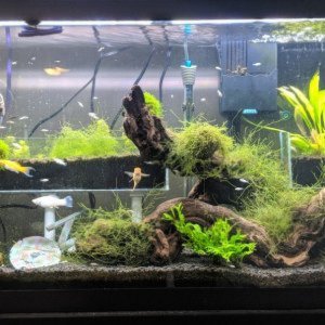 My Other Tank