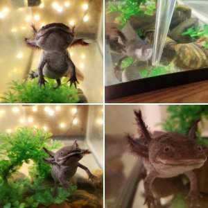 Lightbulb the Axolotl