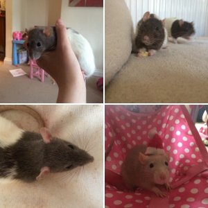 My ratties :))