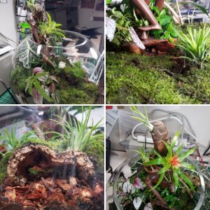 Sphere Terrarium Habitat for Ada!