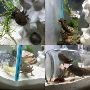 My Axolotls