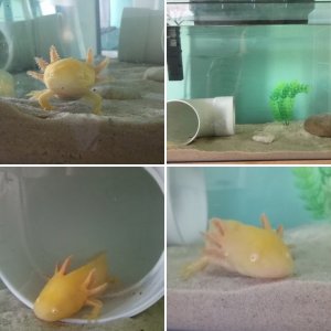 Mango the Albino Axolotl