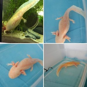 Axolotl Medical photos