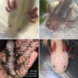 My Axolotls