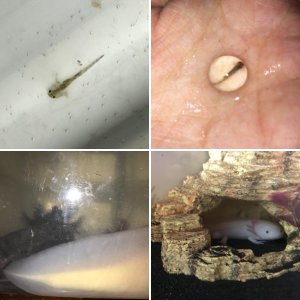 Axolotls and Hatchlings updates