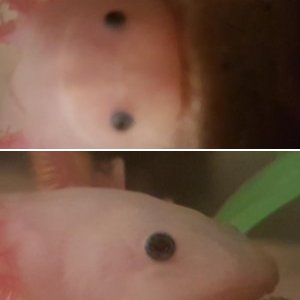 Milky the axolotl