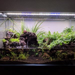 My Paludarium