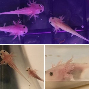 Axolotl babies