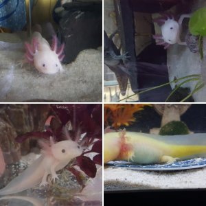 Axolotls