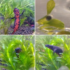 Fire bellied newts