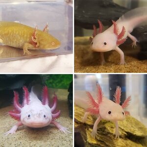 Our axies