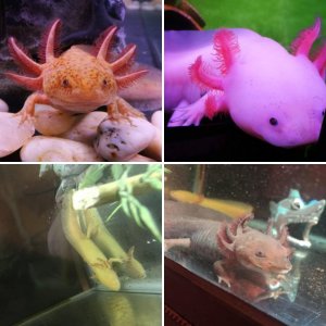 Axolotls