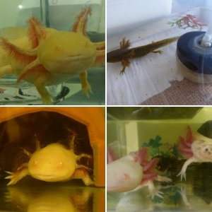 My Axolotls