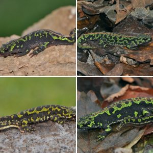 Marbled Newts