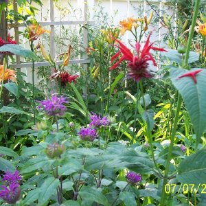 Backyard Lilies