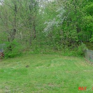 When I first bought my house, my backyard was as bare as Mother Hubbard's cupboard.