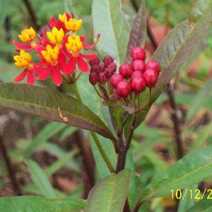 Butterfly Weed2