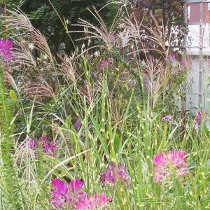 Cleome & Grass