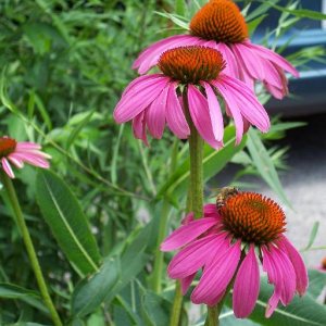 Coneflowers