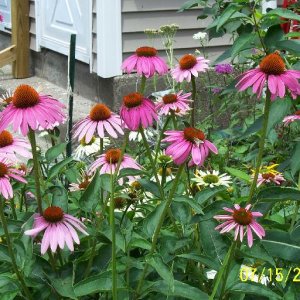 More coneflowers