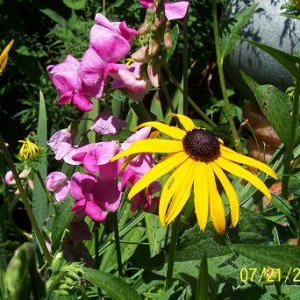 Black-eyed susan and wild peas