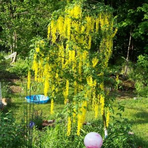 I just had to have a golden chain tree in my garden.