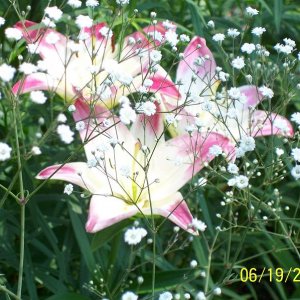 Lollipop Lilies & Babies Breath