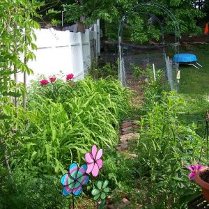 Peonies, the first year