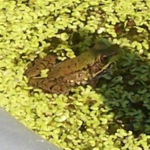 Pond Froggie