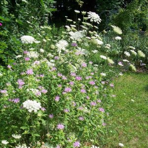 Queen Anne's Lace and wild Bergamot