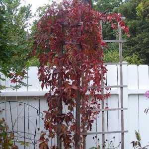 Virginia Creeper