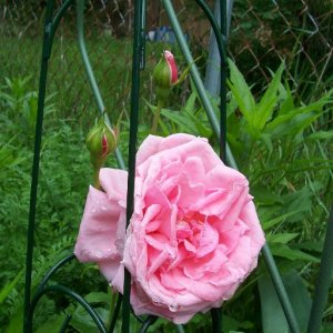 vintage Rose "Coral Dawn"